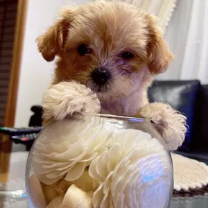 美品 超希少！バーク ニットダッフルコート 裏地迷彩キルティング