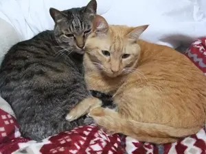 ふとゴン