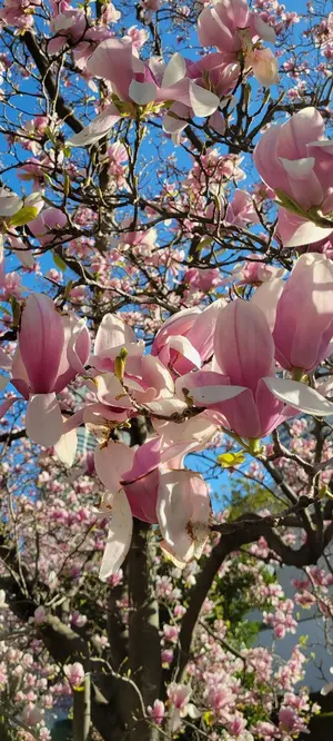 ☆非売品特典付☆【直筆サイン入】XEEDアルバム BLUE セット