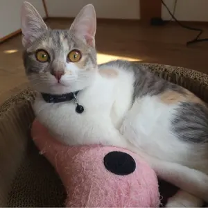 ストーム ゴーストロックII美品！投球少なめ15ポンド軽め - メルカリ