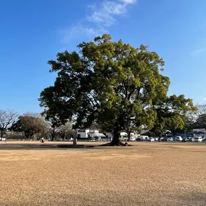 COMME des GARÇONS フレアスカート S ダークブルー - メルカリ