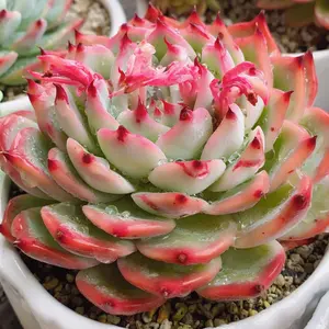 多肉植物 アエオニウム 鳳凰法師錦 抜き苗 ◎メルカリ便◎ 多肉植物 アエオニウム 鳳凰法師錦 抜き苗 ◎メルカリ便◎ - メルカリ