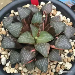 55a 多肉植物 ハオルチア　ルビー万象錦　自家繁殖　鉢植え発送 55a 多肉植物 ハオルチア ルビー万象錦 自家繁殖 鉢植え発送 - メルカリ