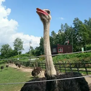 になえり