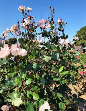 壁面飾り　干支蛇　祝い鶴　つばき　ダルマ等　折り紙　現品　【再お値下げ中】 壁面飾り 干支蛇 祝い鶴 つばき ダルマ等 折り紙 現品 【再お