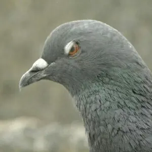 鳩ぽっぽ☆他にも出品中です!