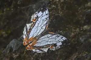 ウロコ加工】テレマーク Atomic BACKLAND85 170cm - メルカリ