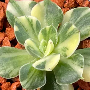 多肉植物 キュービックフロスティ錦 - メルカリ