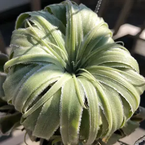 aloe thorncroftii アロエ ソーンクロフティ - メルカリ