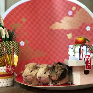 ティルナノーグユース ホワイトver ちほうかっぷ スリーブ 未開封