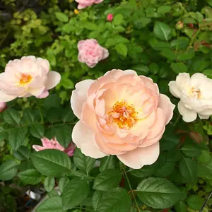 ❤️ FAVORI 美品ボア切替ブルゾンアウター❤️Gready Brilliant