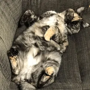 gray DELIGHT 162 9/20 限定値下げ - メルカリ