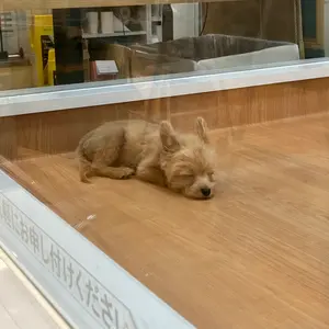 新品】BL5 クラッチディスク 30100AA810 - メルカリ