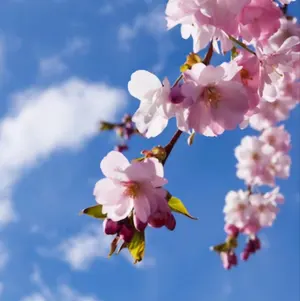 咲空 -おまとめ200円引き-