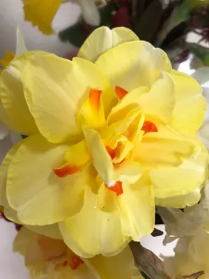 ゴルフにも アダバットセーター IV ダークグレー ベロア刺繍 Lサイズ未