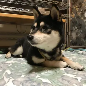 模型工具用整理棚 Arttystation 机上ラックとスプレーブース