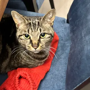 うらら@犬猫飼い