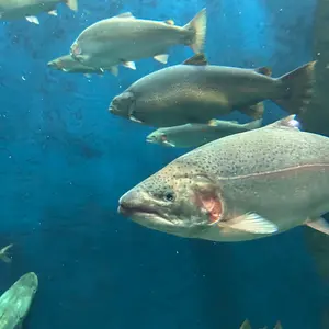 フナイワシ