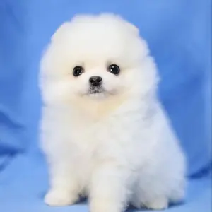 アボリジニアート カンガルー絵画 タペストリー - メルカリ