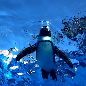 グラサイキッチン 石版 石板 ガレヲン グラブル グラサイキッチン 石版 石板 ガレヲン グラブル - メルカリ