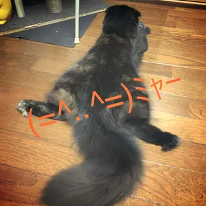 メル猫