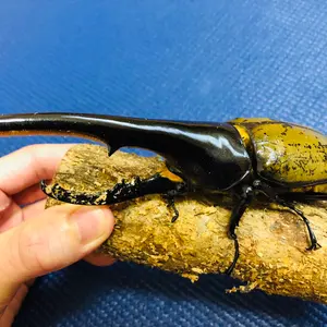 ムシキング　タランドゥスツヤクワガタ　パー熱スーパーブースター ムシキング タランドゥスツヤクワガタ パー熱スーパーブースター