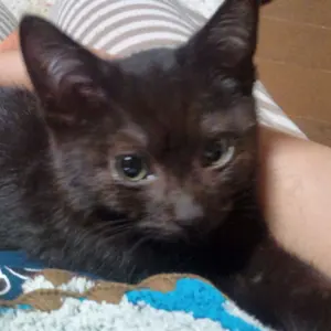 ルタオジャパン公式アカウント01様 リクエスト 2点 まとめ商品