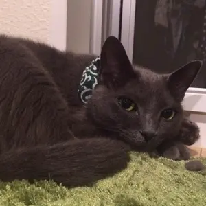 レア✨アロエ lavaqueen 子株 アロエ ラヴァ子株 Aloe LAVA - メルカリ