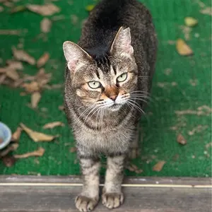 ヴィンテージ メキシコ 豆鍋 手描き 花柄 陶器 土鍋 蓋付き デッド