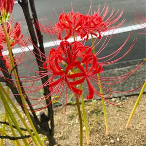 あんスタ イベコレ缶バッジ 2023 autumn 伏見弓弦 - メルカリ