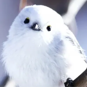 MTG 死の溜まる血、死蔵 神河物語版 （日）×1 （英）×1 - メルカリ