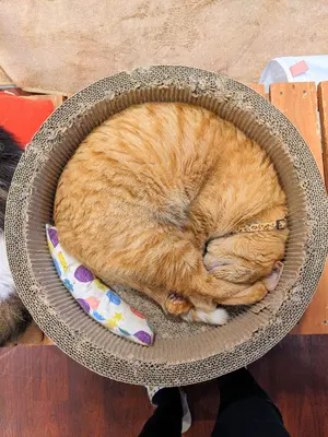 地縛少年花子くん ミュージアム 七不思議 化け猫旅館花子亭の