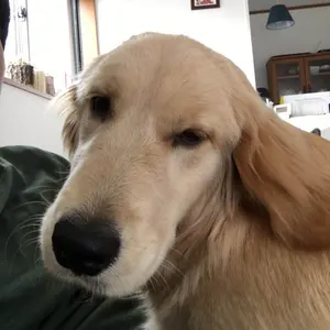 チャッピー