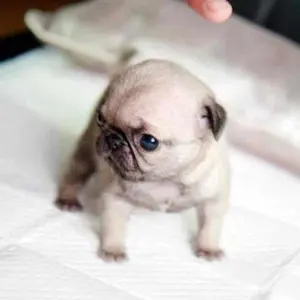 まめのんちゃん様専用ウィスパー170 - メルカリ