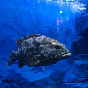 マミヤOP 4 マーフィックス　レイトラックBV-4 サイレント化　新品糸付 マミヤOP 4 マーフィックス レイトラックBV-4 サイレント化 新品