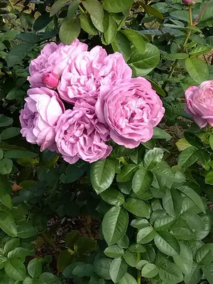 【美品】フィルローラー 川島悠希監修 ストレッチポール セラメア配合 通販の虎 フィルローラー FILAMENT 整体師・川島悠希監修のストレッチ