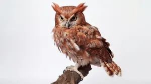 宇宙の波動】ギベオン隕石ボールペン／金運・浄化・願望成就／40代50代