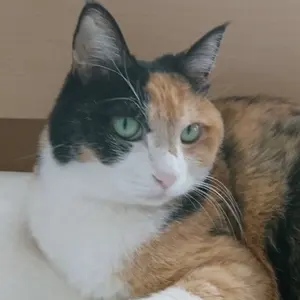 ☆人気のマン島キャット☆2004年 トンキニーズ クラウン 銀貨 - メルカリ