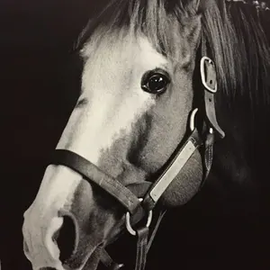 ライオンボス　実使用　ゼッケン　新潟競馬場　アイビスサマーダッシュ ライオンボス 実使用 ゼッケン 新潟競馬場 アイビスサマーダッシュ