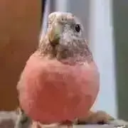鳥飼い
