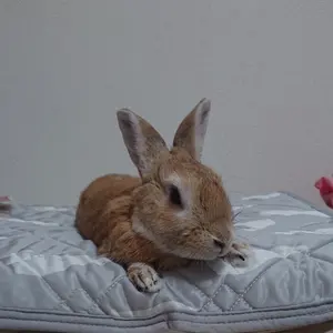 アイナナ 5周年 ビギネク キラキラ缶バッジ 和泉一織 和泉三月 - メルカリ