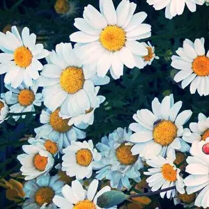 iittala bird イッタラ バード フロストペンギン - メルカリ