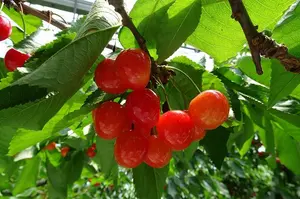 ブランカ　※土日祝日休業日