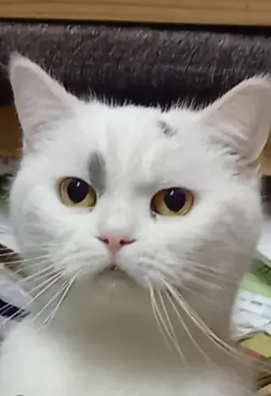 ベビーピンク(フラワー)、ジューンブライドスタイ、わんちゃん猫ちゃん