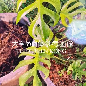 ラフィドフォラ テトラスペルマ ヒメモンステラ 斑入り not パラゴン