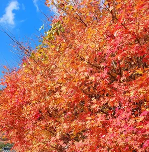 ViViD RENO 零乃 チェキ - メルカリ