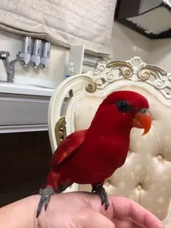 姫路市 美品 パンプキン ソファー ロココ - メルカリ