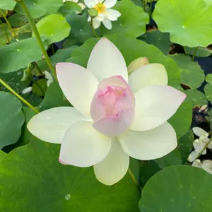 新品未使用✨45R 現行 R刺繍 コーデュロイ 馬革 100% パンツ カーキ