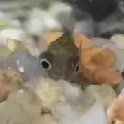 Dell Vostro3800（Office2013,リカバリメディアつき） - メルカリ