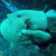 Nave ネイブ ウールポリエステルツイル ジレ 1 ブラック - メルカリ